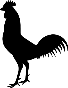 Rooster