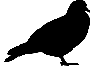 Pigeon