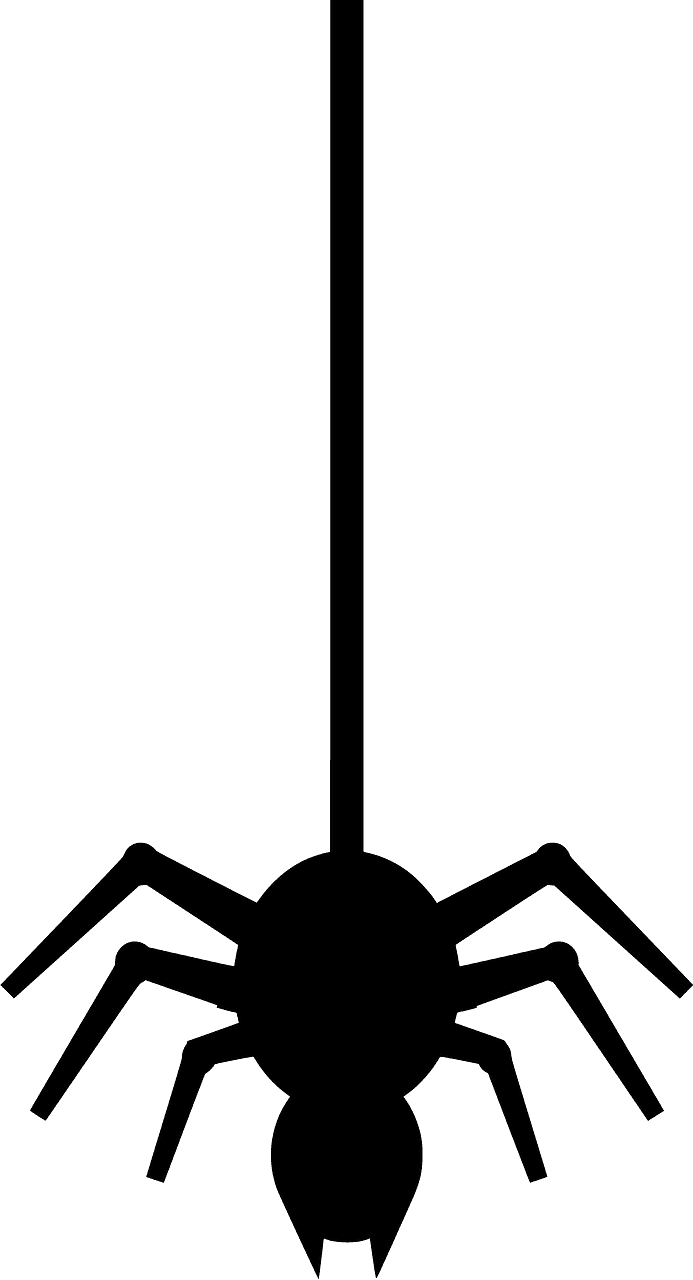 Spider