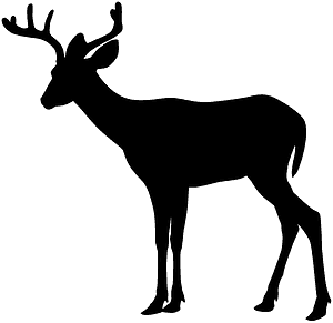 Whitetail Deer