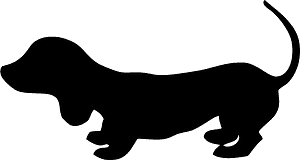 Dachshund