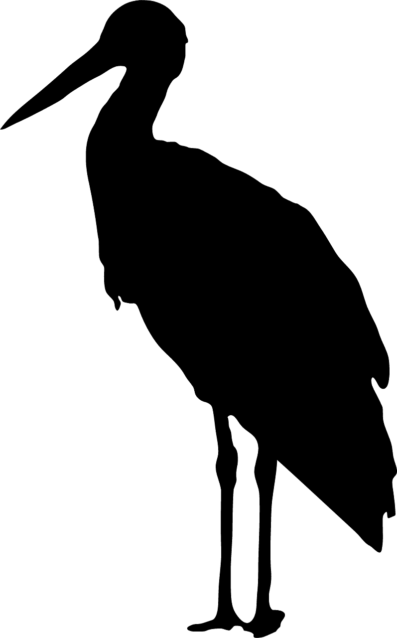 Stork