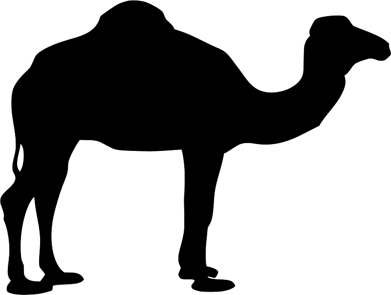 Camel