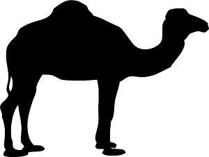Camel