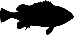 Eastern Wirrah