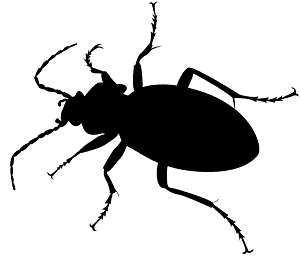 Violet Ground Beetle