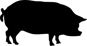 Pig