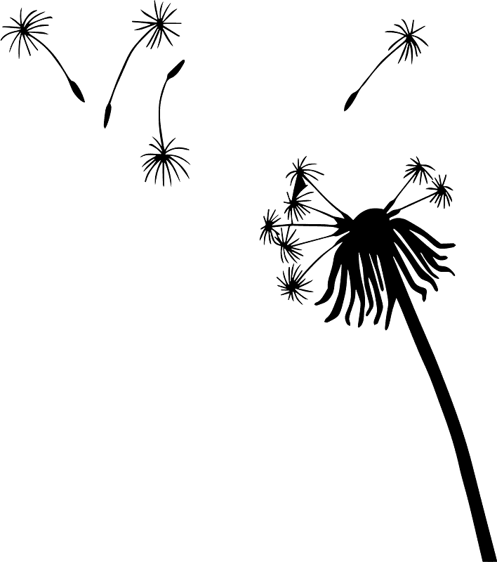 蒲公英