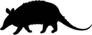 Armadillo