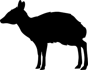 Philippine mouse-deer