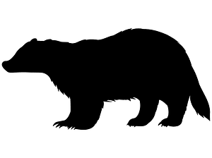 European badger