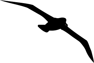 Albatross