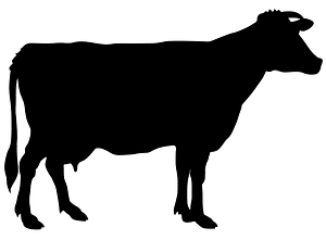 Holstein Cow