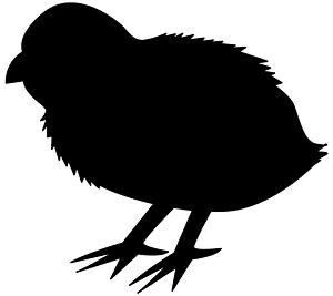 Chick