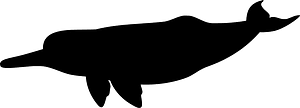 South-Asia River Dolphin