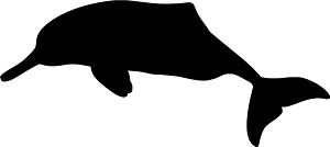 Baiji