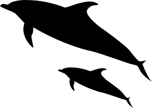 Dolphin