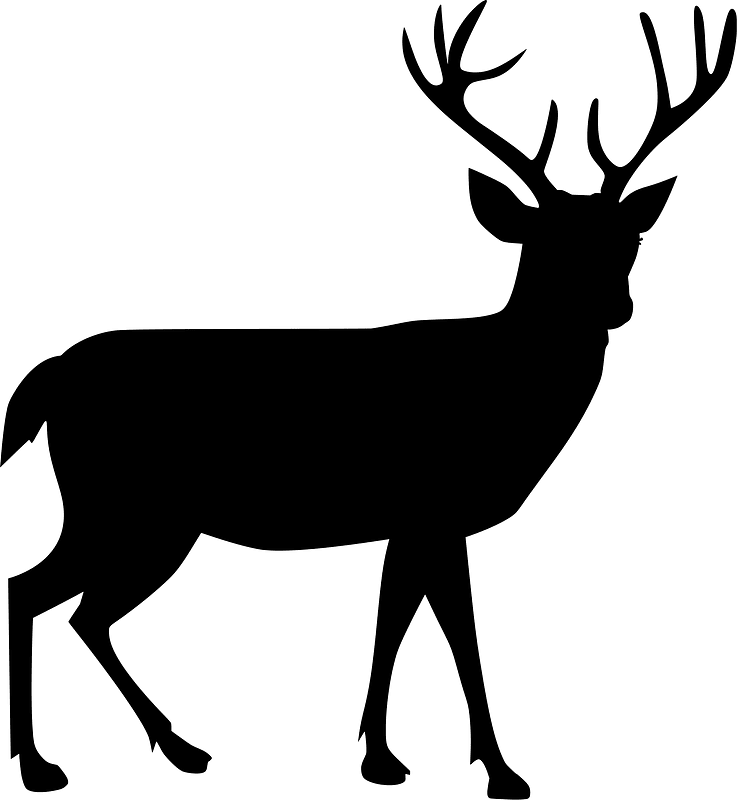 Male deer
