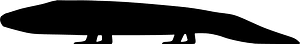 Siderops