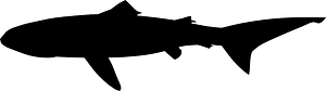 Megachasma pelagios