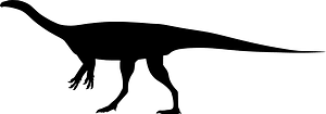 Macrocollum