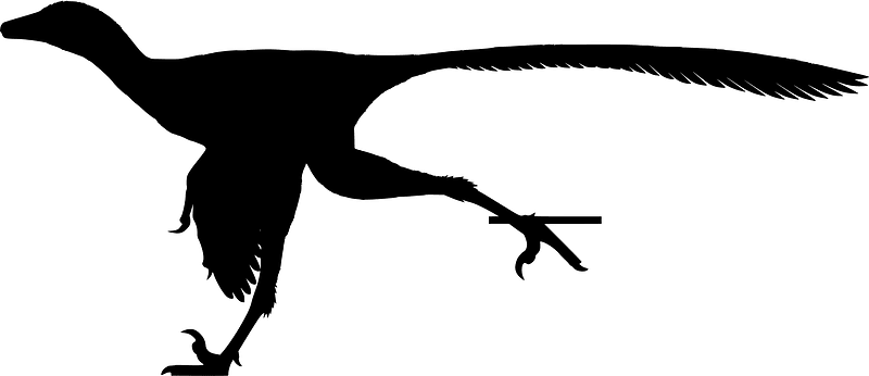 Hesperornithoides
