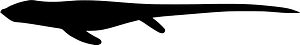 Cartorhynchus