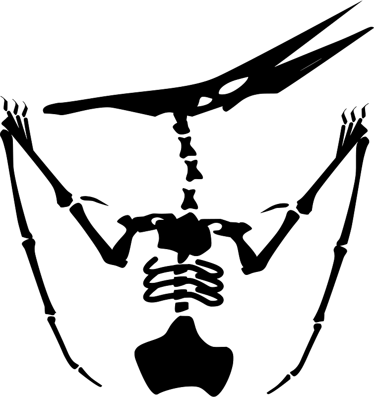 Dinosaur fossil