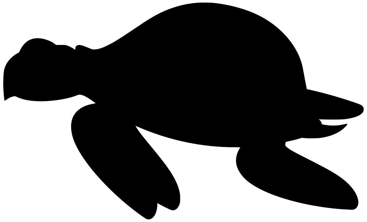 Sea turtle