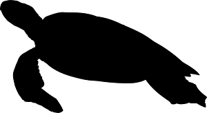 Sea turtle