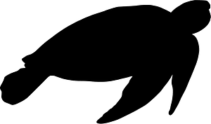 Sea turtle