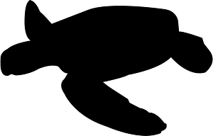 Sea Turtle