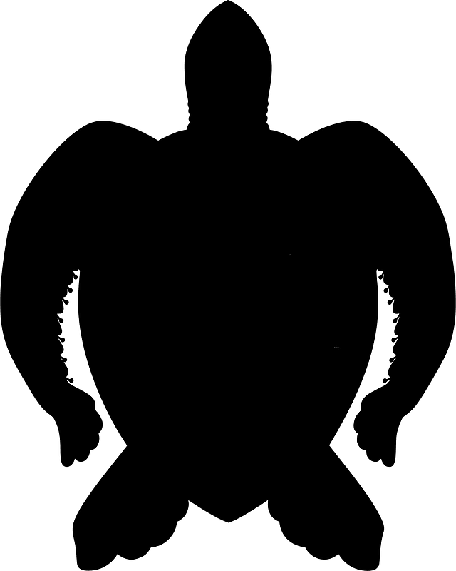 Sea turtle