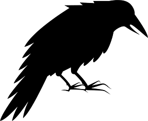 Black crow