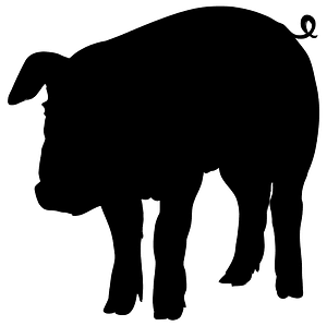 Pig