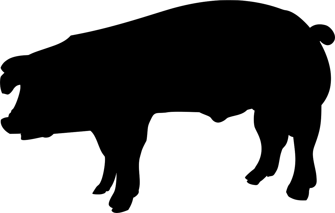 Pig
