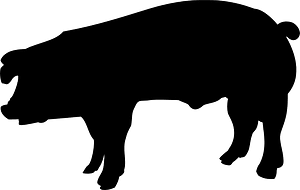 Pig