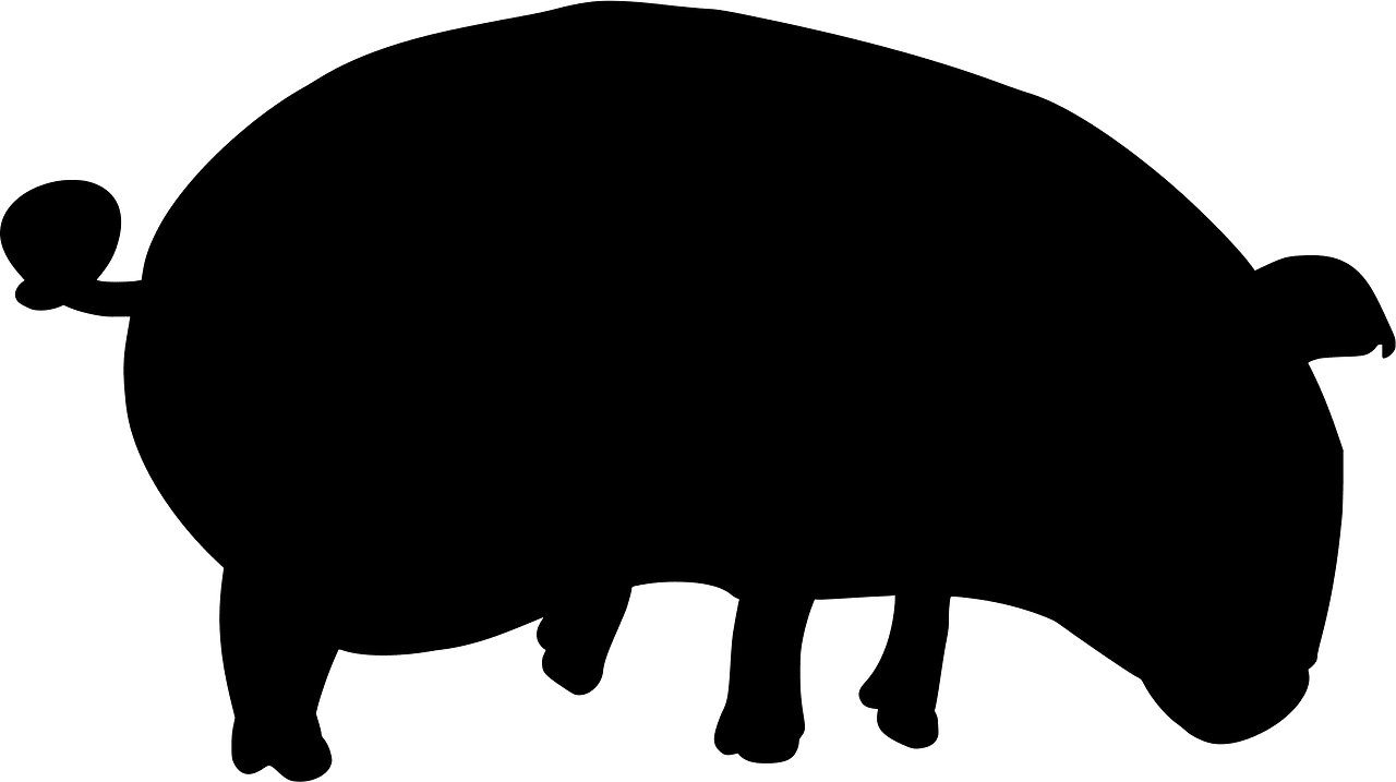 Pig
