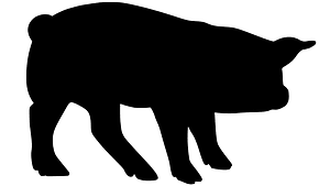 Pig