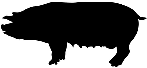 Pig