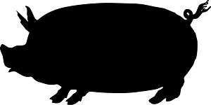 Pig