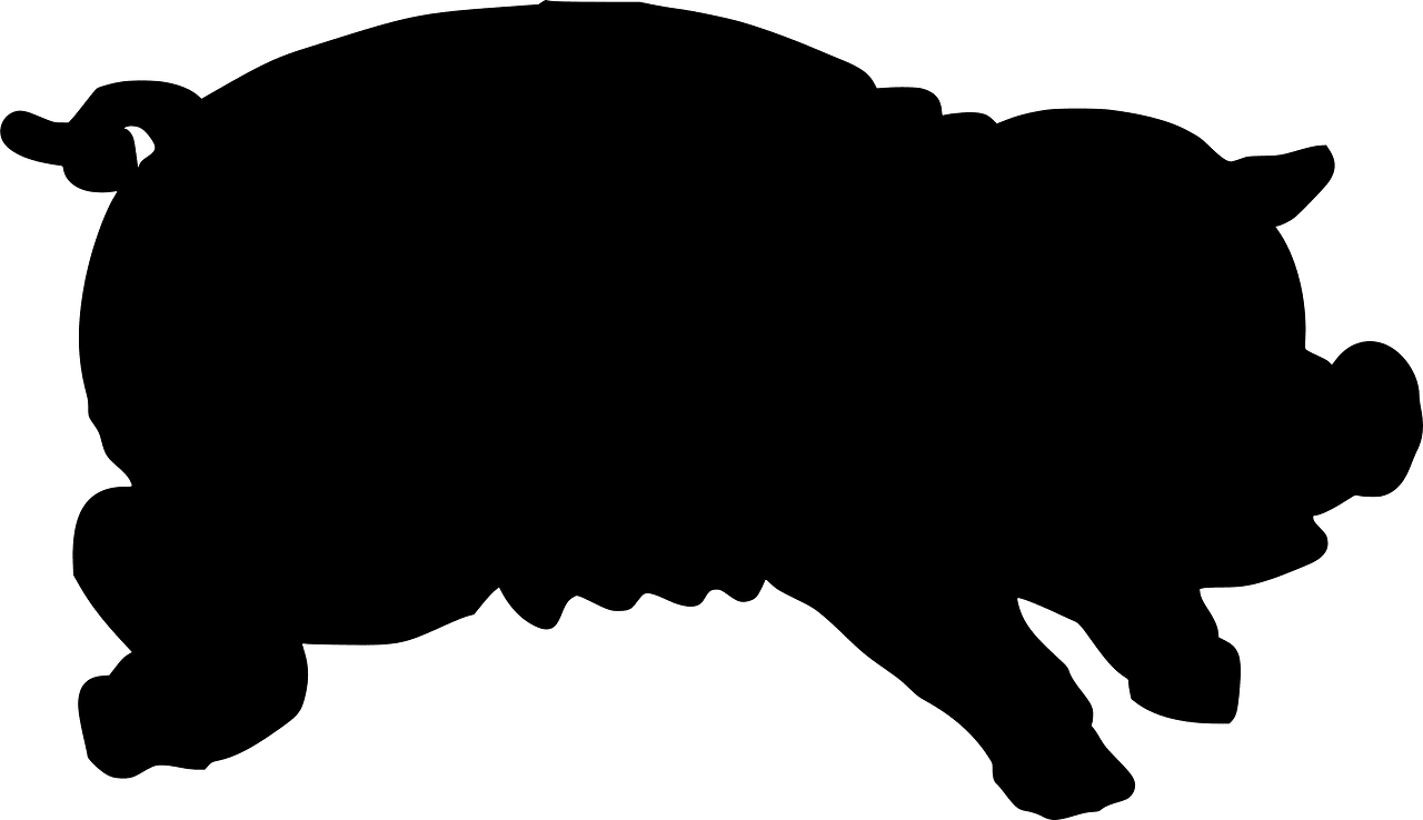 Pig