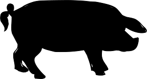 Pig