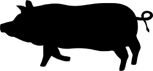 Pig