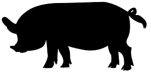Pig