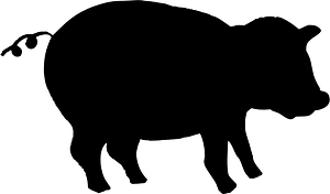 Pig