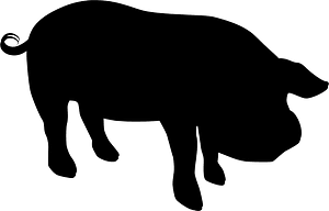 Pig
