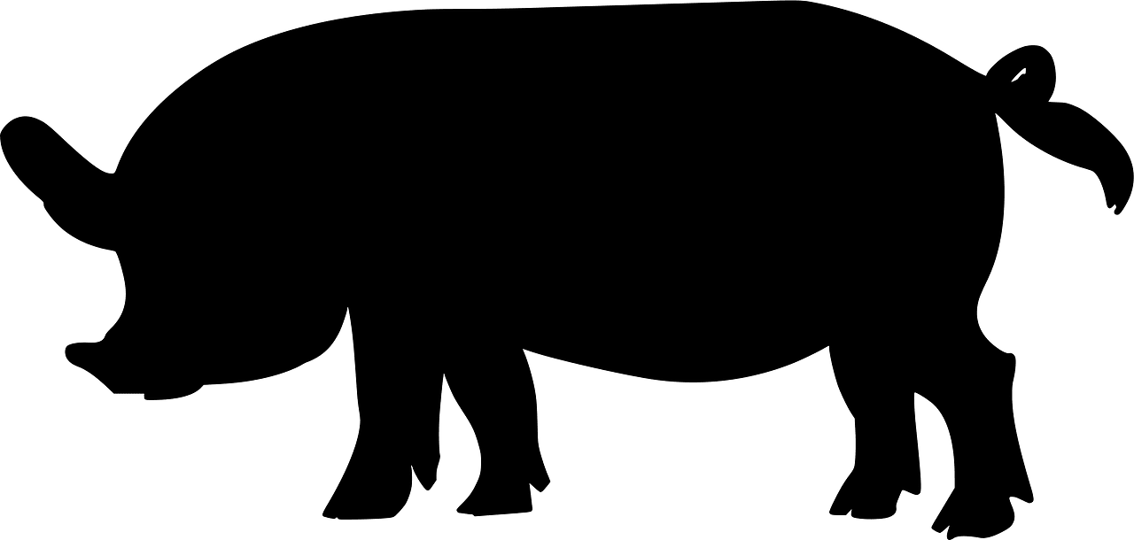 Pig