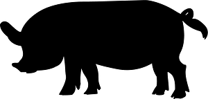 Pig