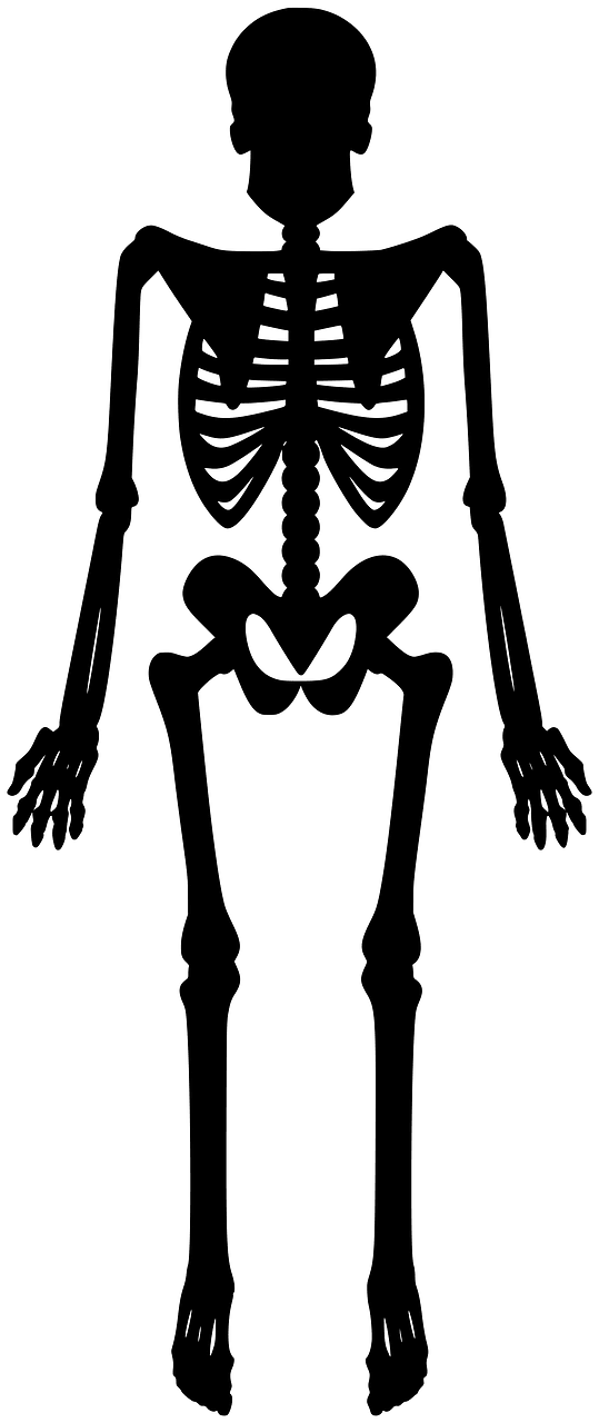 Skeleton